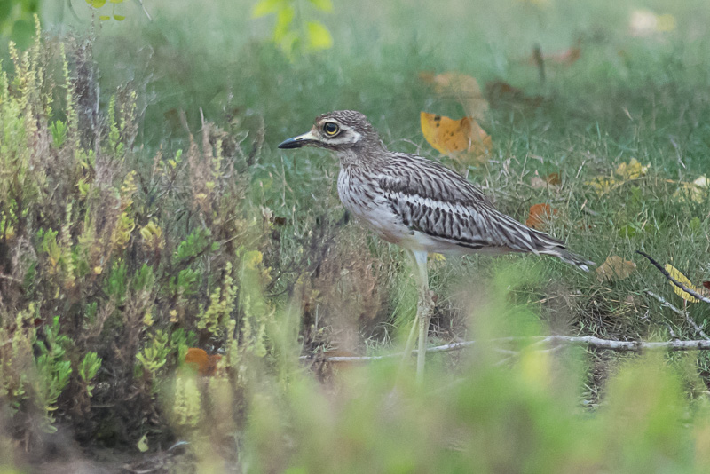 Indische Griel